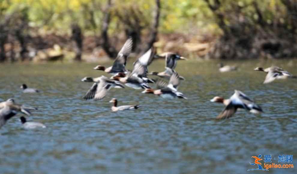 中國觀鳥去哪里？盤點國內觀鳥好去處？