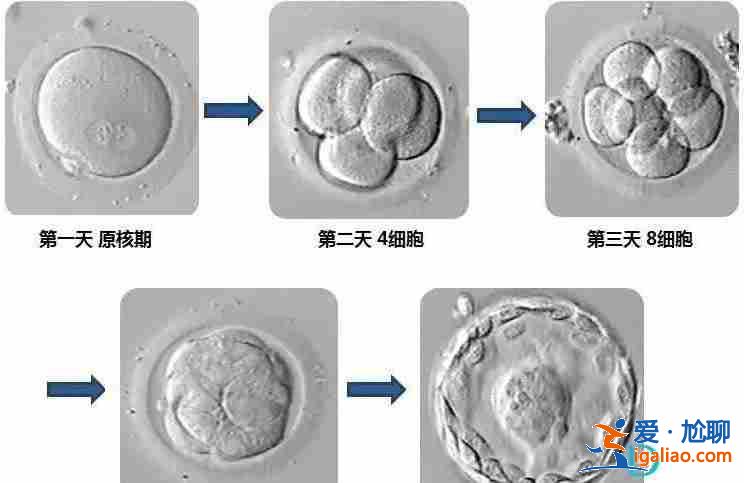 助孕中心首選助孕機(jī)構(gòu)_口碑最好的助孕公司？