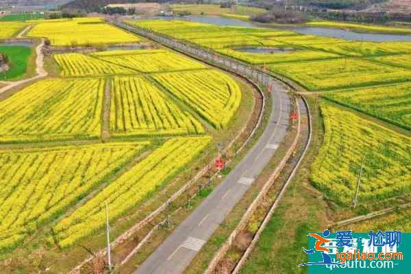 2021南京溪田油菜花開了嗎 南京溪田油菜花觀賞攻略？