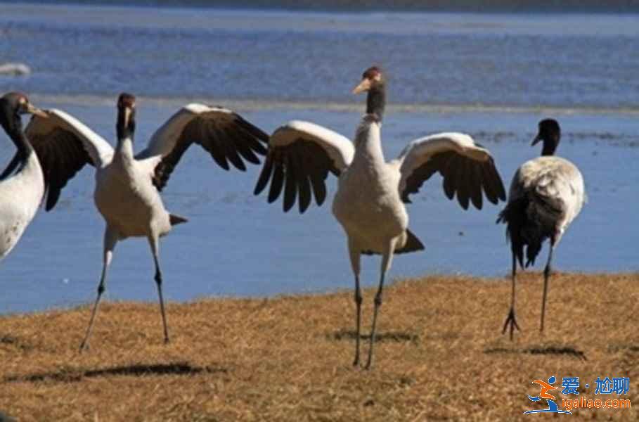 中國觀鳥去哪里？盤點國內觀鳥好去處？