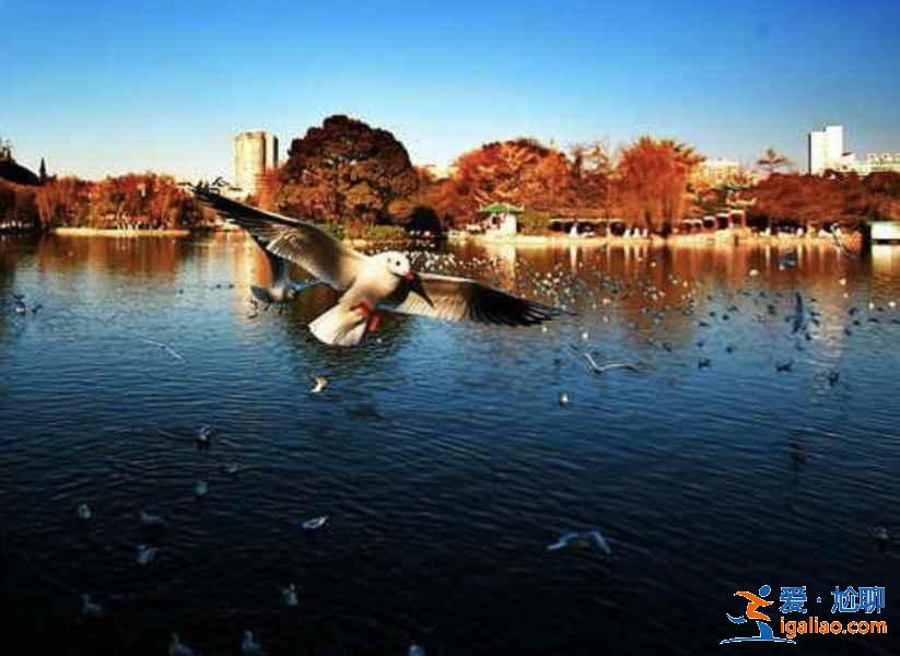 中國觀鳥去哪里？盤點國內觀鳥好去處？