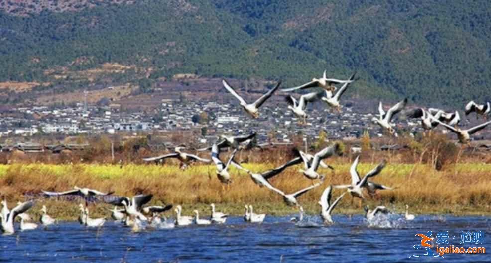中國觀鳥去哪里？盤點國內觀鳥好去處？