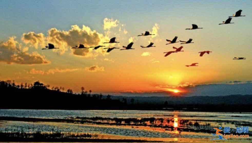 中國觀鳥去哪里？盤點國內觀鳥好去處？