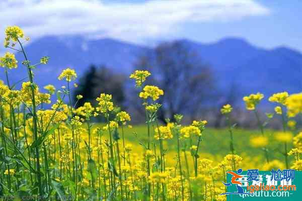 2021南京永寧油菜花幾月份開 附觀賞指南？