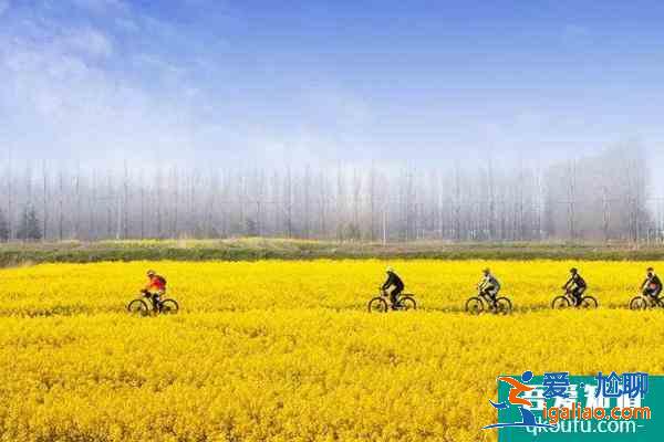 2021南京永寧油菜花幾月份開 附觀賞指南？