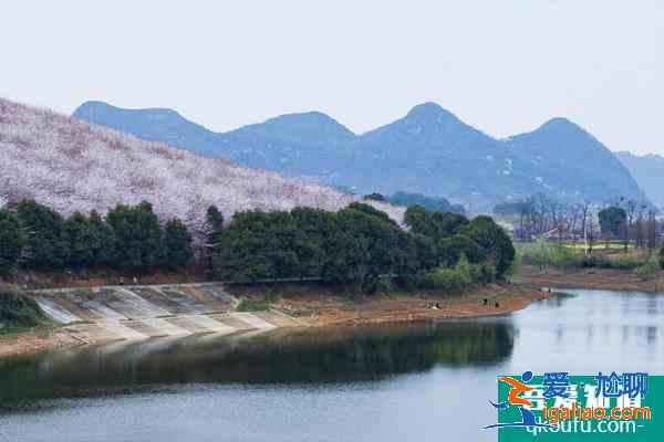 2021貴安櫻花園觀光車多少錢 貴安櫻花園停車攻略? 2021貴安櫻花園觀光車多少錢 貴安櫻花園停車攻略?