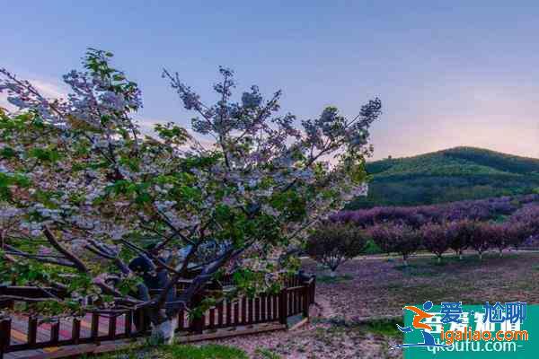 2021貴安櫻花園觀光車多少錢 貴安櫻花園停車攻略? 2021貴安櫻花園觀光車多少錢 貴安櫻花園停車攻略?