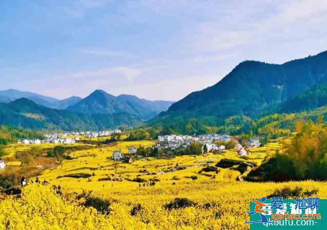 篁嶺油菜花開了嗎 2021婺源篁嶺花朝節時間及活動詳情？