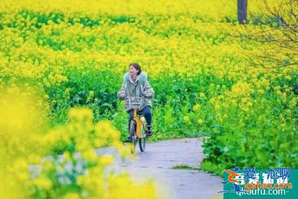 2021南京油菜花哪里開的好 南京油菜花觀賞地？