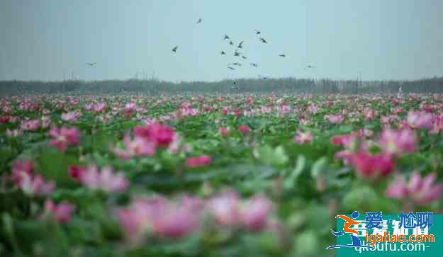 2021紅荷濕地免費(fèi)優(yōu)惠政策 免費(fèi)時(shí)間？