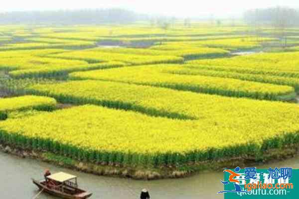 2021南京油菜花哪里開的好 南京油菜花觀賞地？