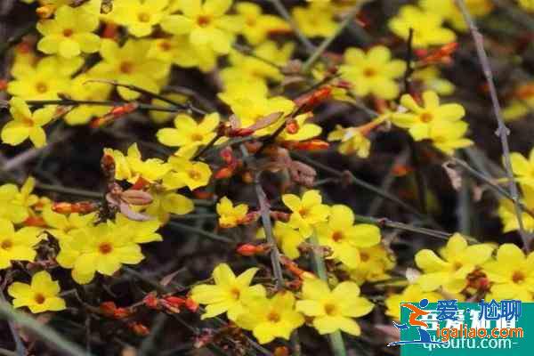 2021北京迎春花什么時候開 北京迎春花哪里最多？