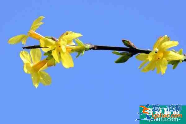 2021北京迎春花什么時候開 北京迎春花哪里最多？