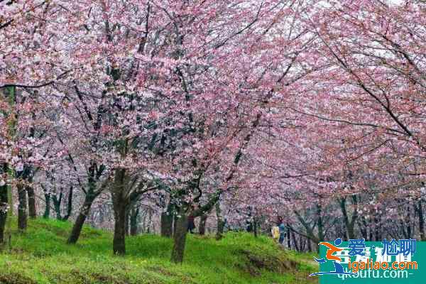 2021貴安櫻花園怎么預約 貴安櫻花園門票多少錢？