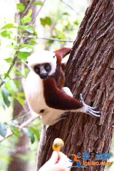 馬達加斯加有什么好玩的地方,馬達加斯加特色景點? 馬達加斯加有什么好玩的地方,馬達加斯加特色景點?