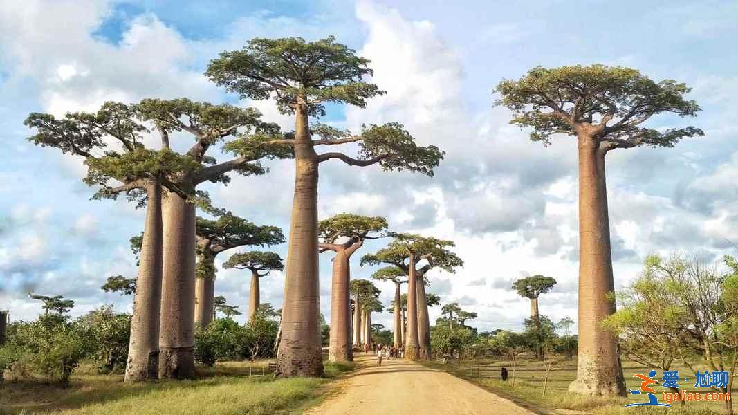 馬達加斯加有什么好玩的地方,馬達加斯加特色景點? 馬達加斯加有什么好玩的地方,馬達加斯加特色景點?