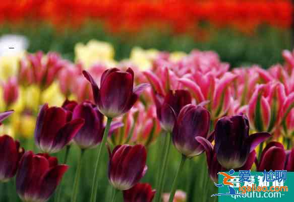 2021南京賞花去哪里 南京油菜花哪里開(kāi)的好? 2021南京賞花去哪里 南京油菜花哪里開(kāi)的好?