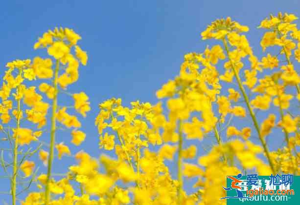 2021南京賞花去哪里 南京油菜花哪里開(kāi)的好? 2021南京賞花去哪里 南京油菜花哪里開(kāi)的好?