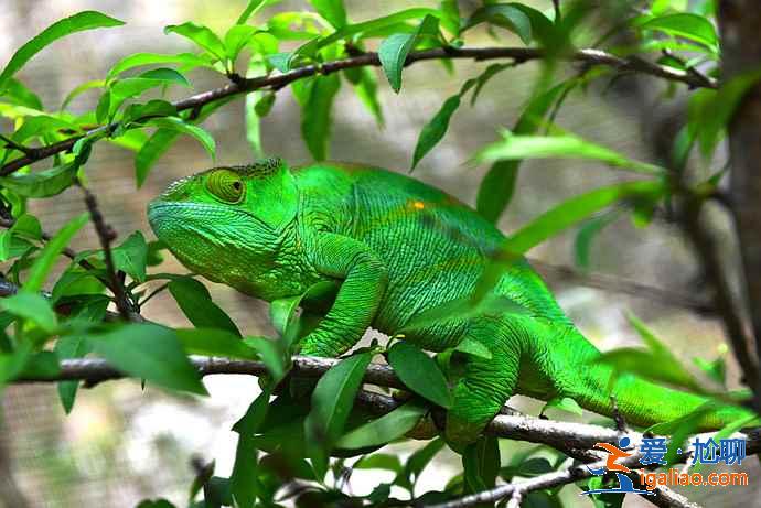 馬達加斯加有什么好玩的地方,馬達加斯加特色景點? 馬達加斯加有什么好玩的地方,馬達加斯加特色景點?