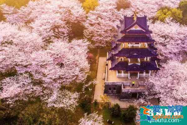 2021無錫黿頭渚櫻花節活動有哪些 黿頭渚櫻花節活動亮點？