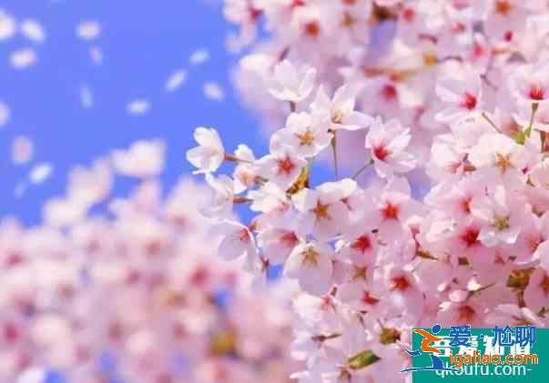 2021年成都櫻花什么時(shí)候開 成都櫻花在哪里看？