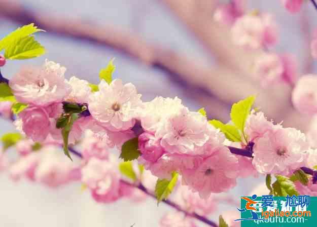 2021年成都櫻花什么時(shí)候開 成都櫻花在哪里看？