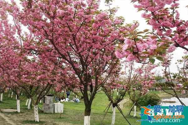 2021成都青白江櫻花節是什么時候 及櫻花節觀賞路線？