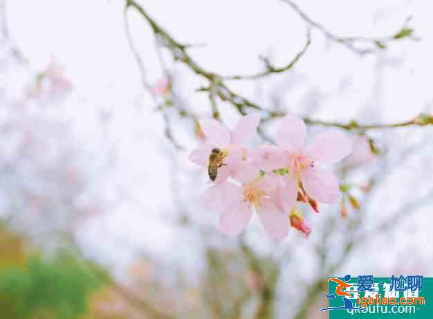 襄陽(yáng)櫻花哪里有 2021襄陽(yáng)賞花地圖? 襄陽(yáng)櫻花哪里有 2021襄陽(yáng)賞花地圖?