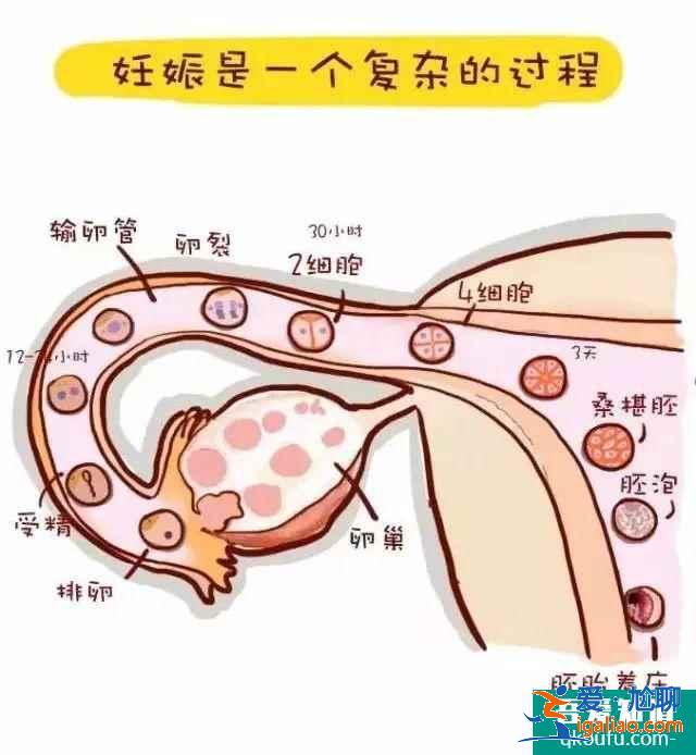 怎么看孕囊形狀?正常的孕囊是什么形狀？