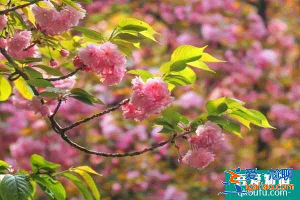 2021成都青白江櫻花節是什么時候 及櫻花節觀賞路線？