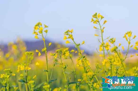 襄陽(yáng)櫻花哪里有 2021襄陽(yáng)賞花地圖? 襄陽(yáng)櫻花哪里有 2021襄陽(yáng)賞花地圖?