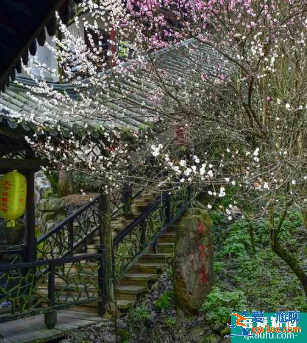 天子地櫻花嶺游玩攻略 桐廬天子地櫻花嶺最佳觀賞時間? 天子地櫻花嶺游玩攻略 桐廬天子地櫻花嶺最佳觀賞時間?