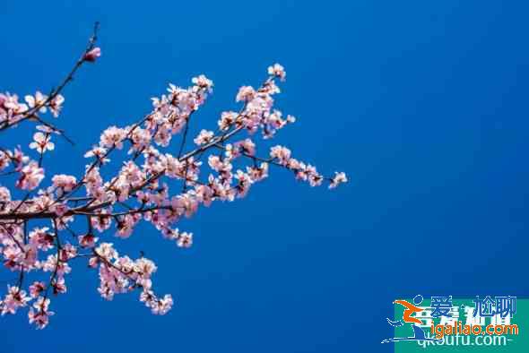 2021湖北十大賞花線路公布 湖北賞花去哪？