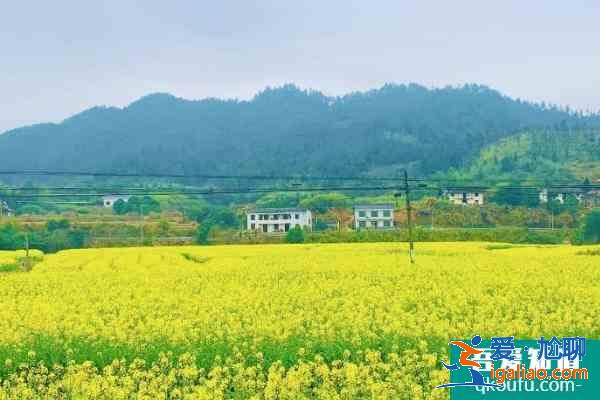 2021長沙油菜花欣賞有哪些地方 長沙油菜花景點推薦？