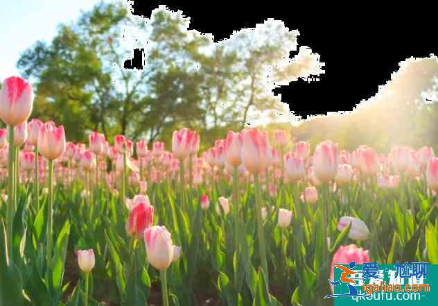 濟(jì)寧賞花好去處 2021濟(jì)寧油菜花觀看地點？