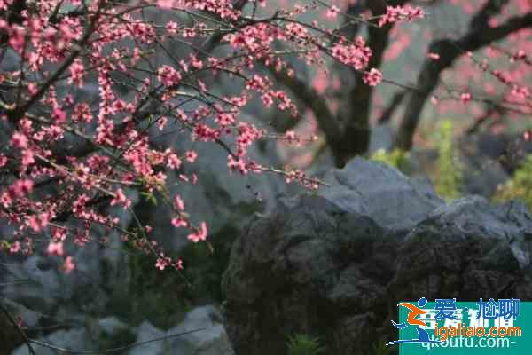 2021韶關賞花去哪里 韶關賞花地點推薦？