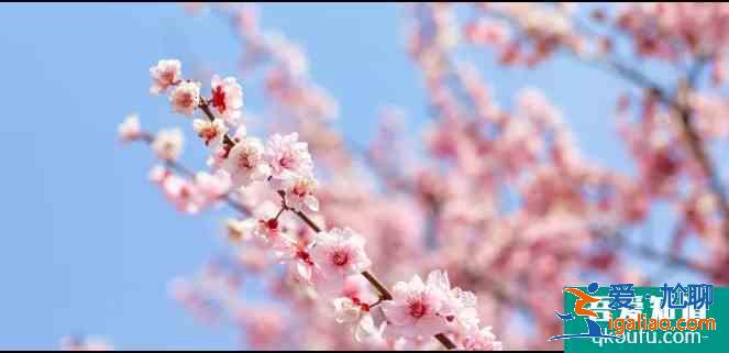 揚州賞花最佳地點推薦 2021年揚州櫻花什么時候開花？