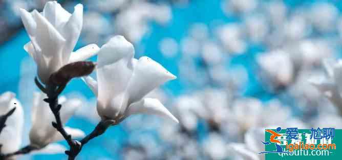 揚州賞花最佳地點推薦 2021年揚州櫻花什么時候開花？