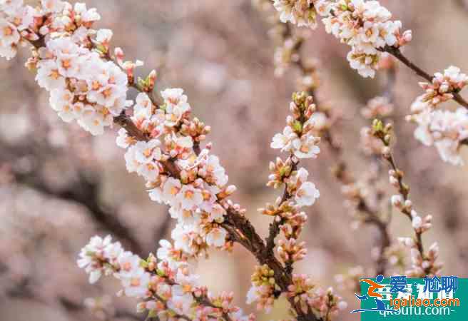 濟(jì)寧賞花好去處 2021濟(jì)寧油菜花觀看地點？