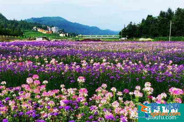 2021貴州春天旅游去哪好 春天賞花好去處？