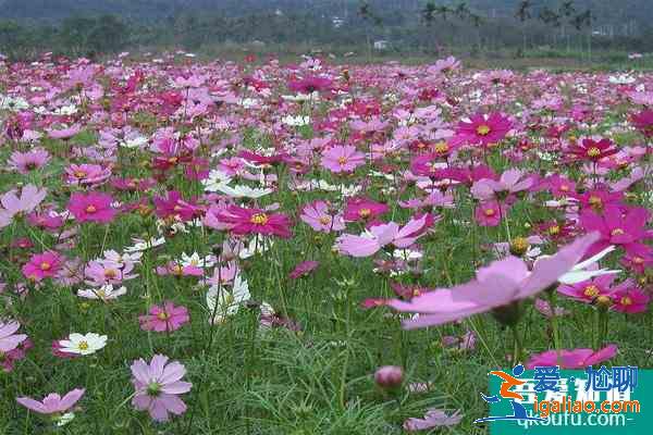 深圳格桑花海在哪里 2021深圳格桑花開放時間？