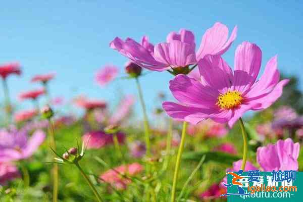 深圳格桑花海在哪里 2021深圳格桑花開放時間？