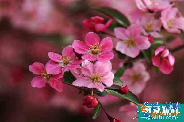 2021南京海棠花什么時(shí)候開 南京看海棠花的地方？