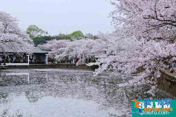 2021常州賞櫻花的地方有哪些 常州賞櫻地推薦？