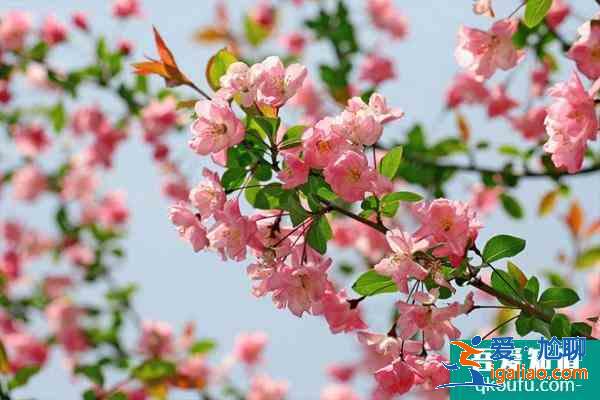 2021南京海棠花什么時(shí)候開 南京看海棠花的地方？