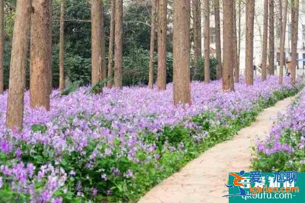 2021南京理工大學醫務工作者賞花日預約時間？