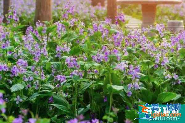 2021南京理工大學醫務工作者賞花日預約時間？