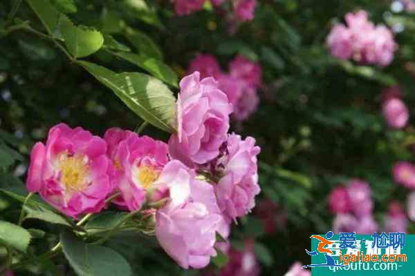 2021杭州春季賞花路線? 2021杭州春季賞花路線?