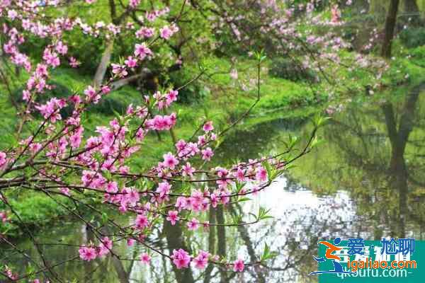 2021杭州春季賞花路線? 2021杭州春季賞花路線?