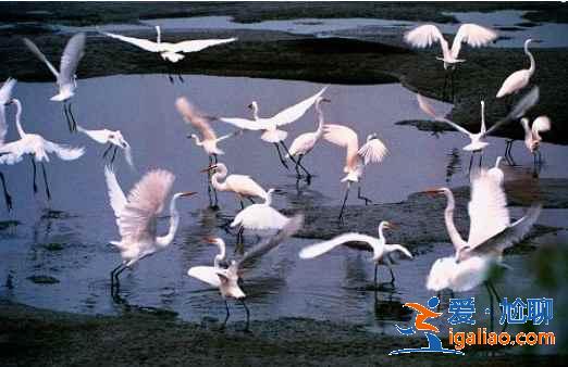 盤錦有哪些景點值得去?盤錦熱門景點推薦? 盤錦有哪些景點值得去?盤錦熱門景點推薦?